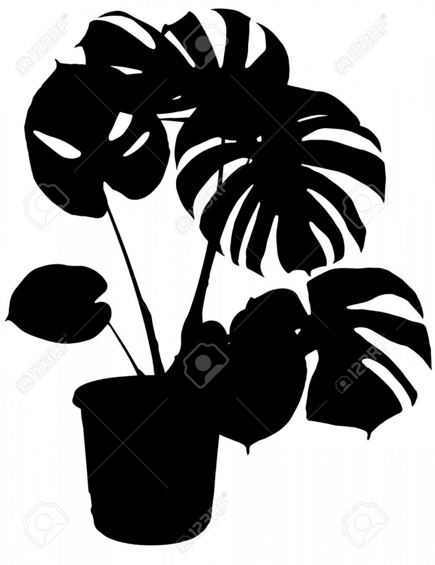 Photostock Vector Monstera The Potted Plant Vector Silhouette 1443x1872 Photostock Vector Monstera The Potted Plant Vector Silhouette
