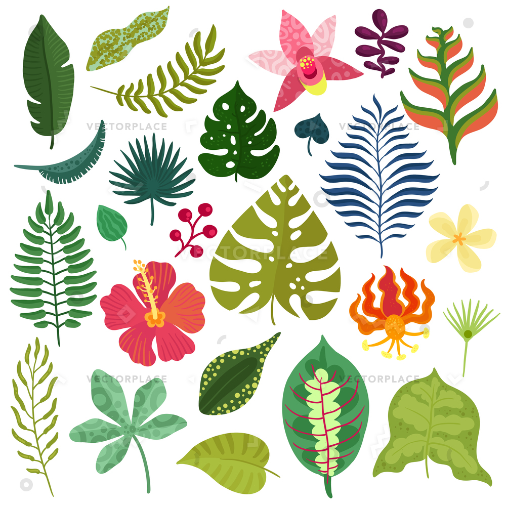 Tropical Plants Decorative Elements Collection Monstera Vector 1000x1000 Tropical Plants Decorative Elements Collection Monstera Vector