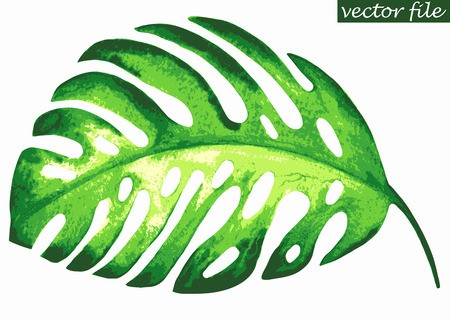 Tropical Exotic Leaf Monstera Vector Illustration Royalty Free 450x319 Tropical Exotic Leaf Monstera Vector Illustration Royalty Free
