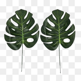 Download Free Png Monstera Png Images Vector 260x260 Download Free Png Monstera Png Images Vector
