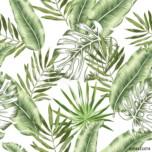 Green Banana, Monstera Palm Leaves With White Background Vector 500x500 Green Banana, Monstera Palm Leaves With White Background Vector