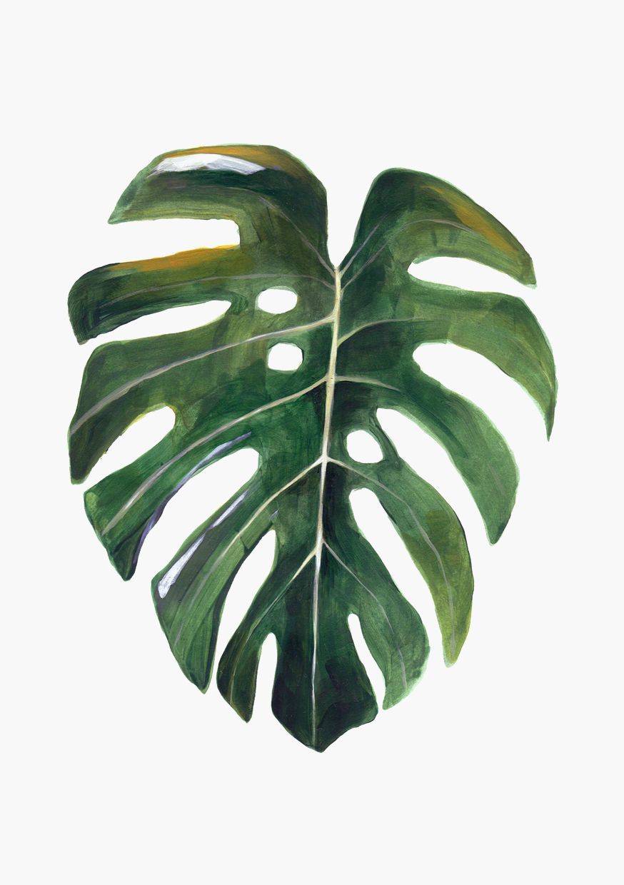 Hoja Monstera Via Hermano Gato Click On The Image To See More 874x1240 Hoja Monstera Via Hermano Gato Click On The Image To See More