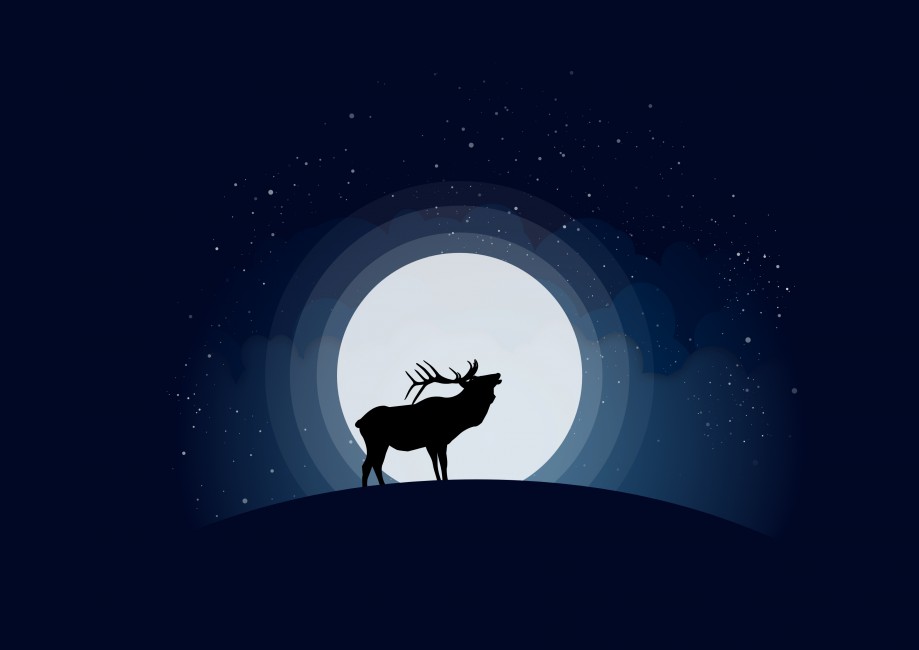 919x650 Deer Moon Vector