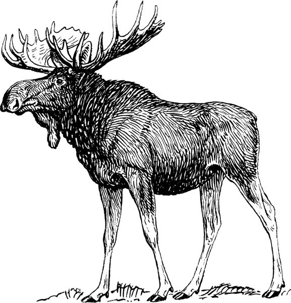 Moose Free Vector In Open Office Drawing 577x600 Moose Free Vector In Open Office Drawing