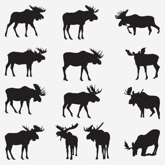 626x626 Moose Silhouettes Vector Premium Download