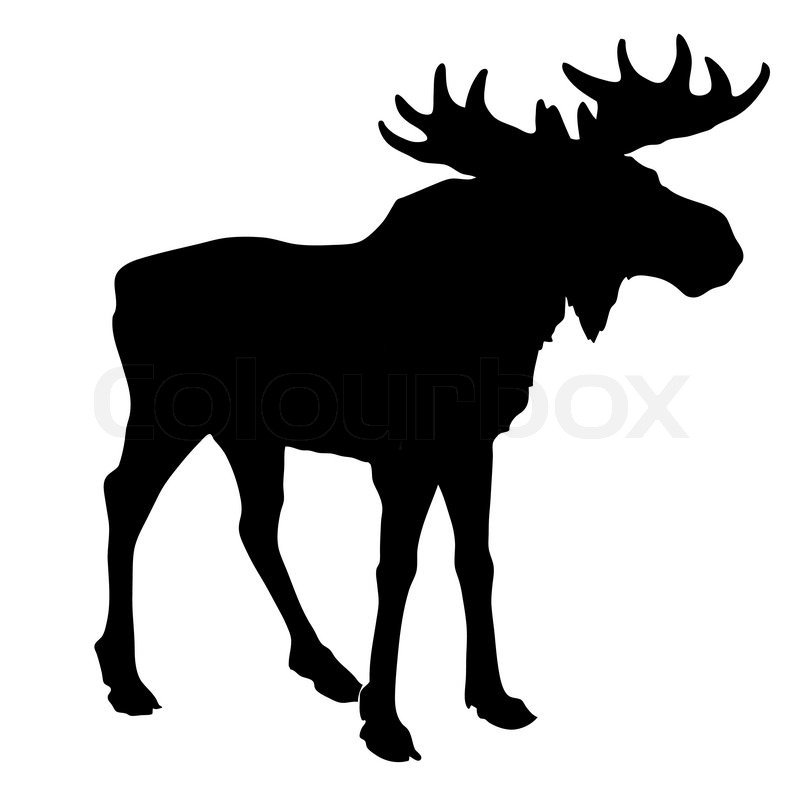 800x800 Silhouette Moose On White Background Stock Vector Colourbox