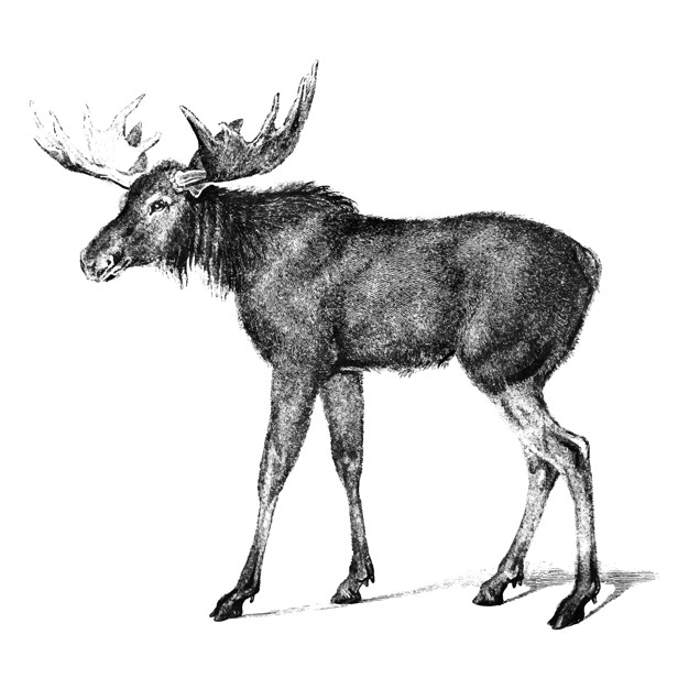 626x626 Vintage Illustrations Of Moose Vector Free Download