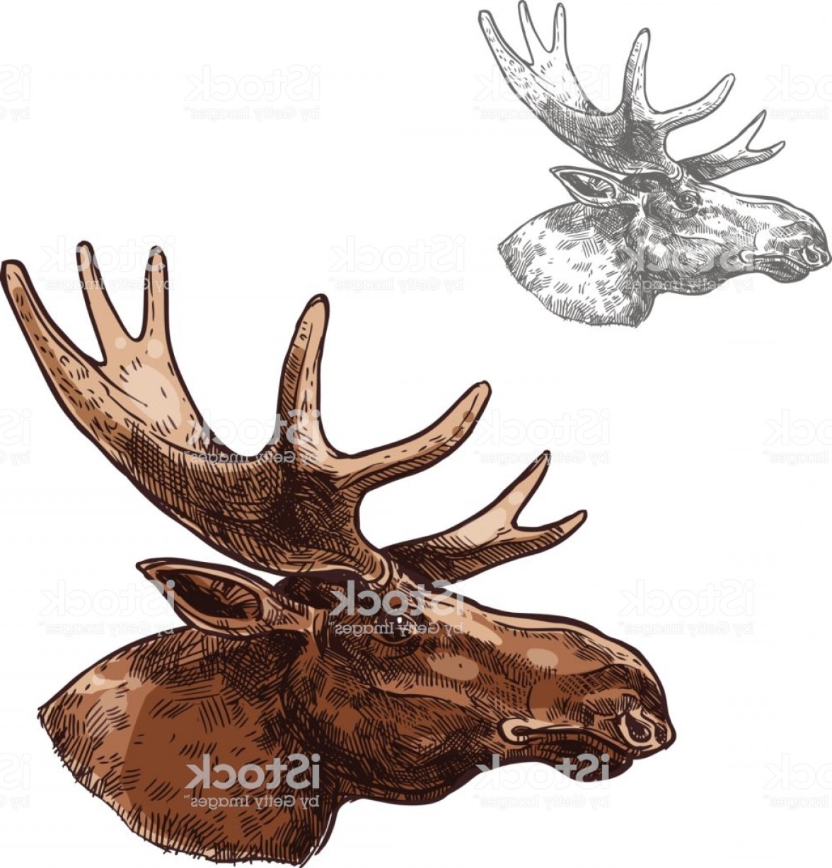 1176x1228 Elk Vector Art Studiogrfx