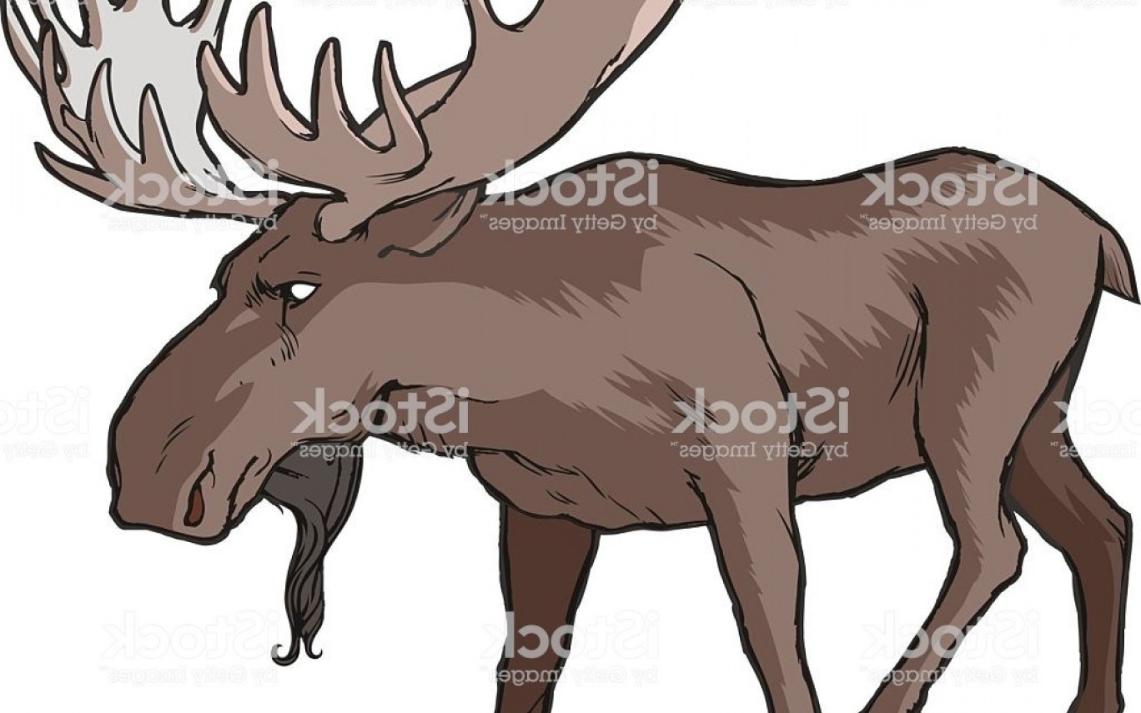 1641x1026 Royalty Free Alaska Moose Clip Art Vector Images Illustrations