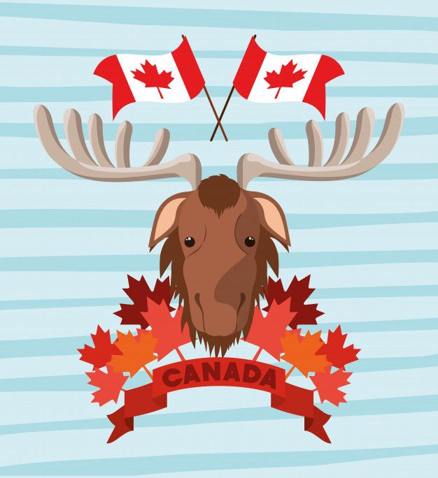 626x684 Canada Day With Moose And Maple Leaf Vector Free Download