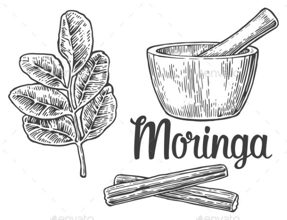 590x452 Moringa Leaves, Pod Mortar And Pestle Grafico Moringa Leaves