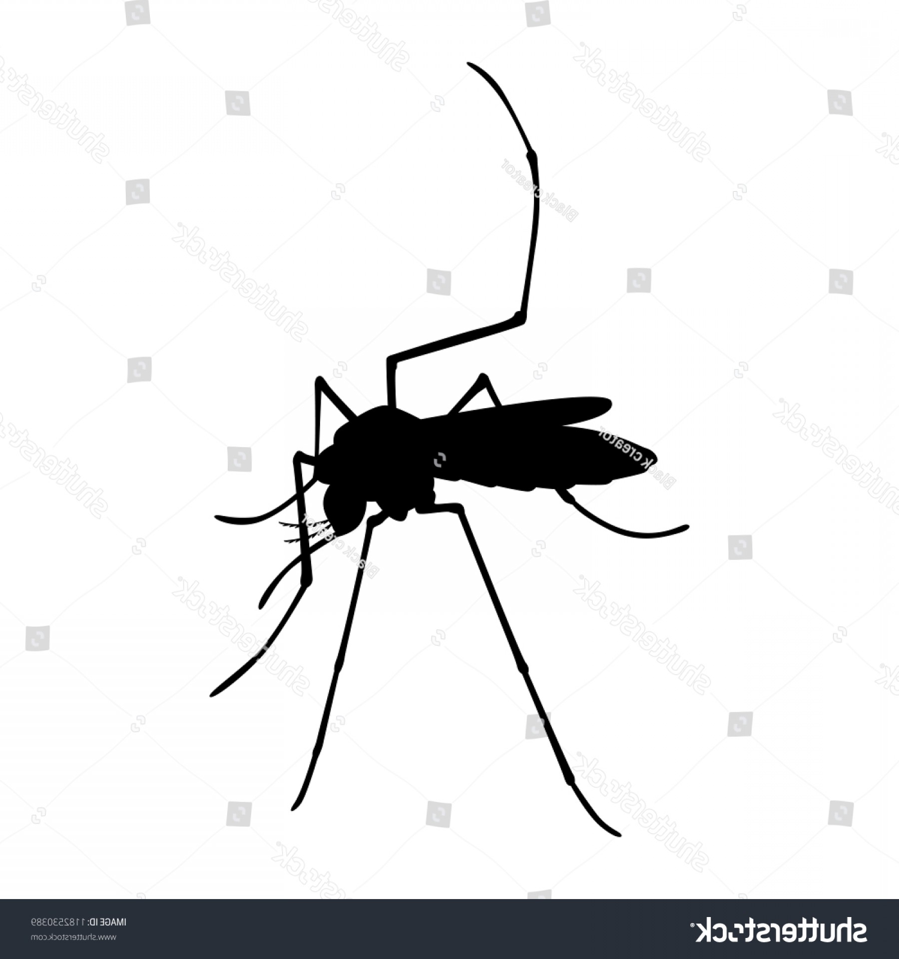 1800x1920 Black And White Vector Insects Catamart