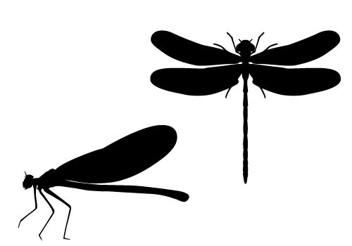 500x350 Mosquito Clipart Dragonfly For Free Download And Use Images