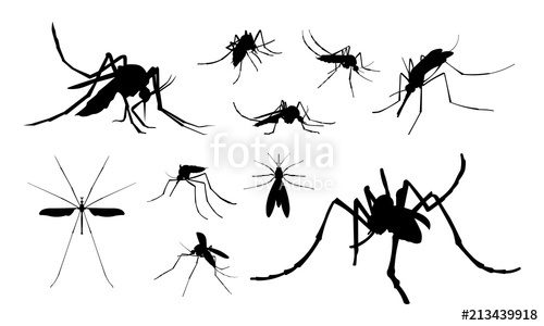 500x300 Close Up Mosquito Silhouette, Set Of Mosquito Silhouette Vector