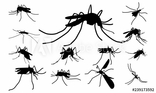 500x300 Set Of Mosquito Silhouette Vector Illustration, Close Up Mosquito