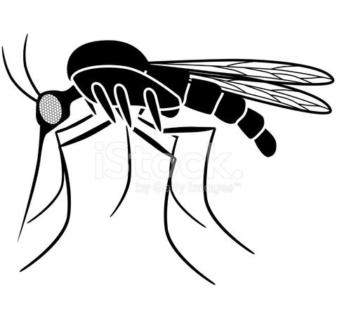 480x440 Vector Mosquito Side View In Black And White Stock Vector