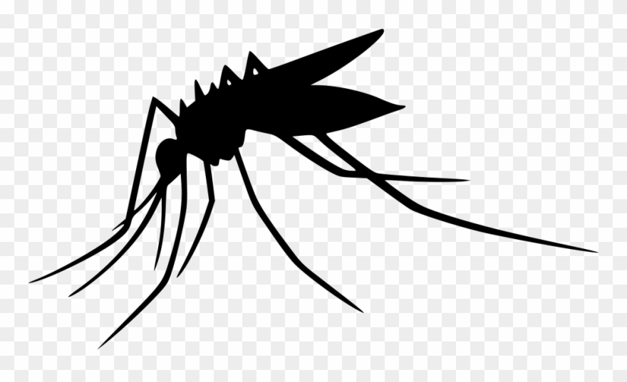 880x537 Vector Mosquitoes Outline