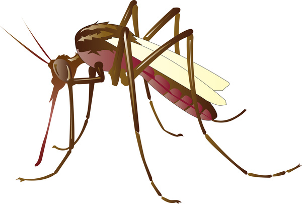 600x405 Mosquito Free Vector In Adobe Illustrator