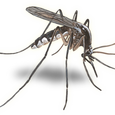 400x400 Cc Mosquito Vector