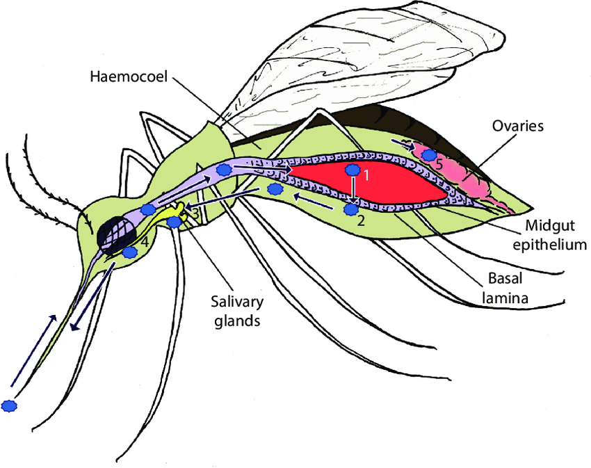 850x673 Schematic Of The Arbovirus Migratory Route Through Its Mosquito