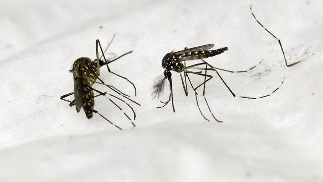 652x367 Vector Control Officials To Conduct Early Morning Mosquito