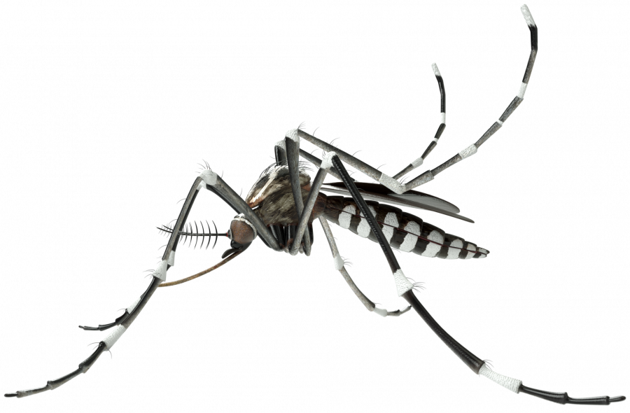 900x590 Controlling Mosquito Disease Vectors Craig Montell Lab Uc