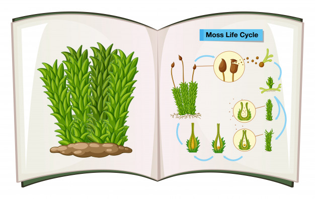 626x396 Book Showing Life Cycle Of Moss Vector Free Download
