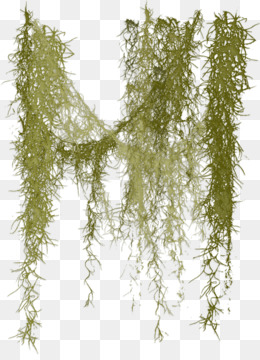 260x360 Moss Png