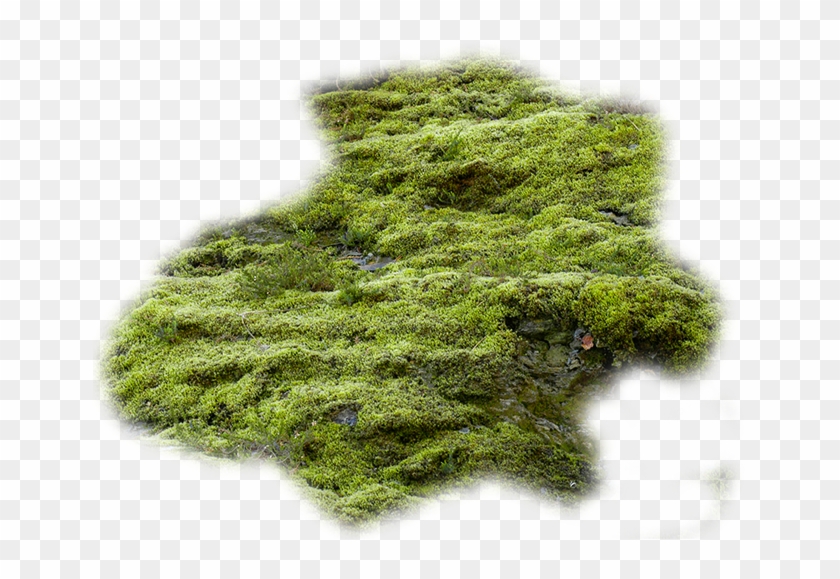 Moss Vector at Vectorified.com | Collection of Moss Vector ...