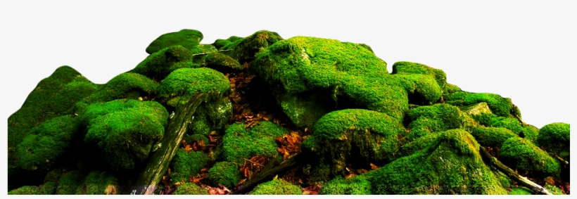 820x283 Moss Vector Png Transparent Stock