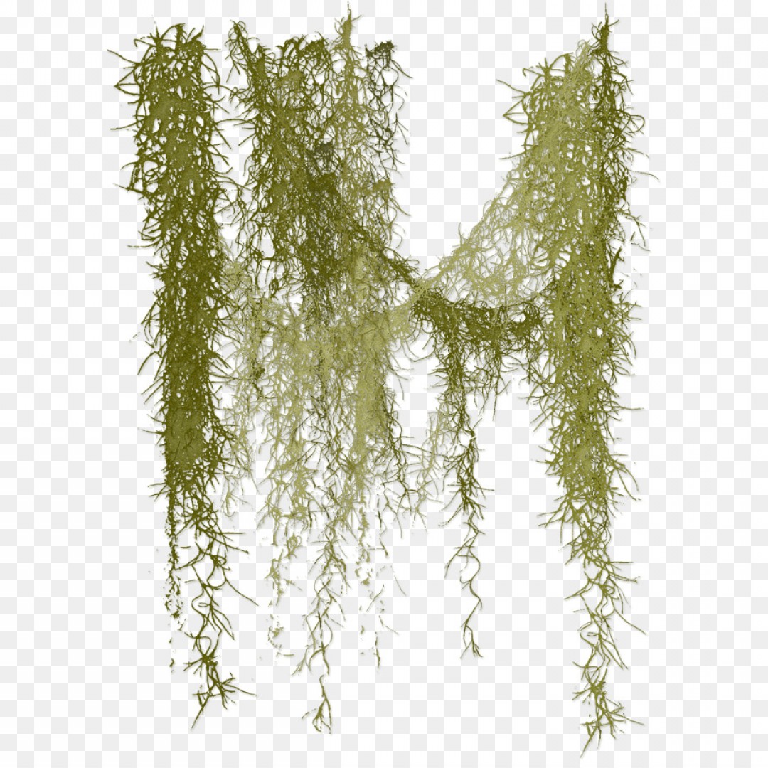 free download spanish moss tree