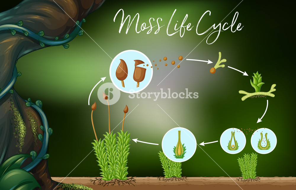 1000x642 Science Vector Of Moss Life Cycle Royalty Free Stock Image