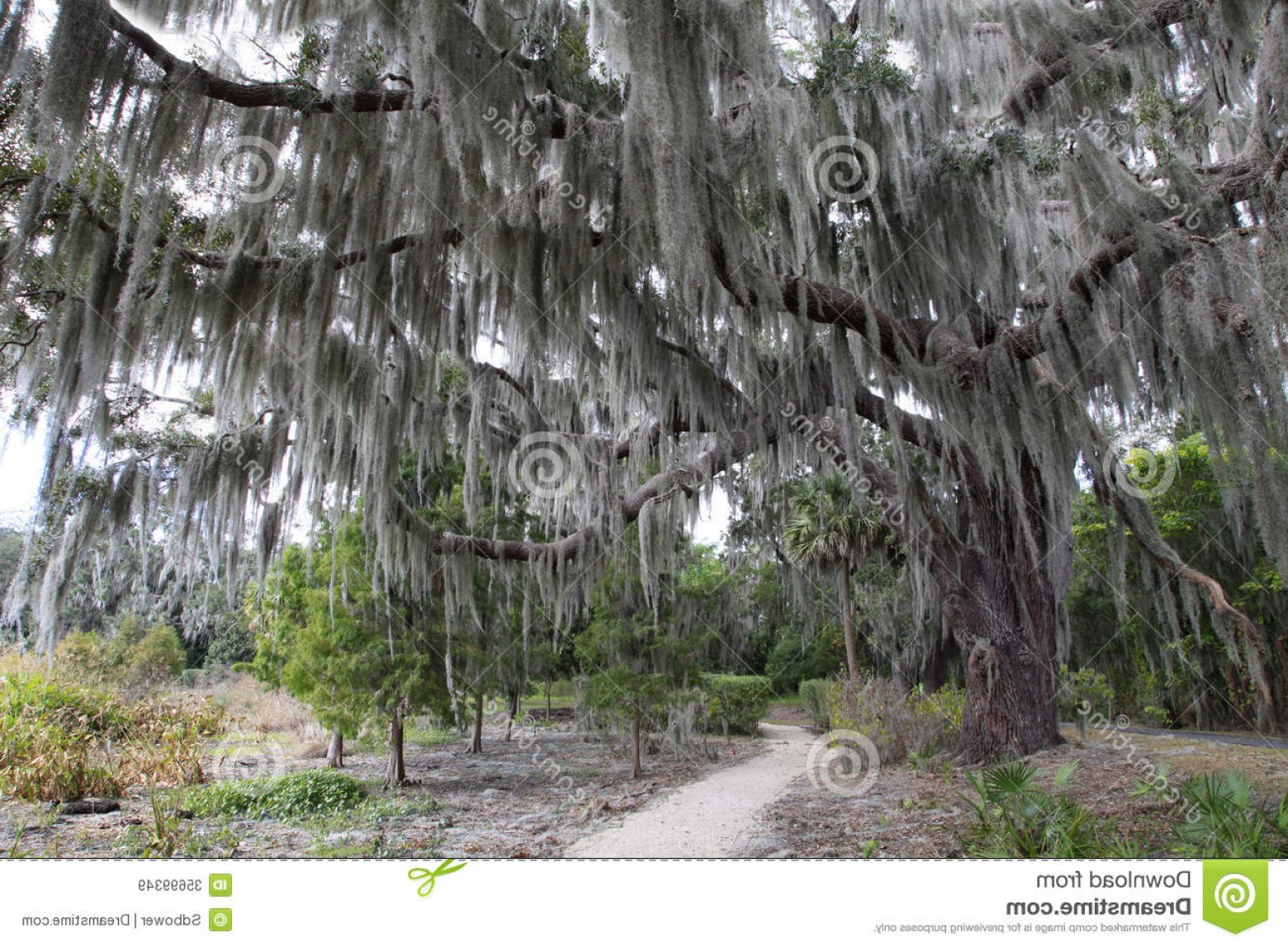 1560x1148 Spanish Moss Tree Vector Catchsplace