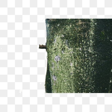 360x360 Green Moss Png, Vector, And Clipart With Transparent