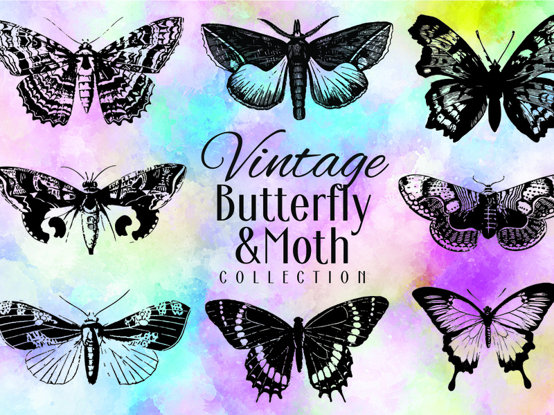 800x600 Vintage Butterfly And Moth Vector Collection