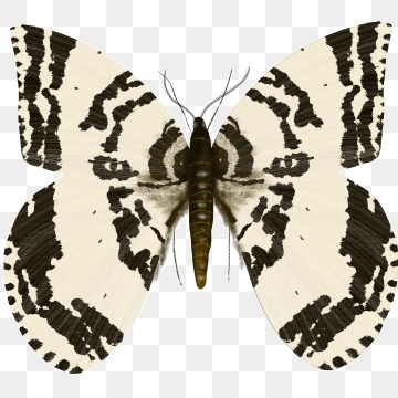 360x360 Moth Png, Vector, And Clipart With Transparent Background