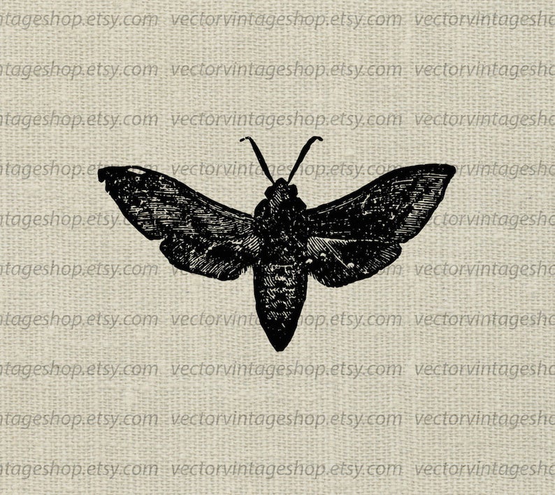 794x708 Moth Vector Graphic Instant Download Sphinx Moth Insect Etsy