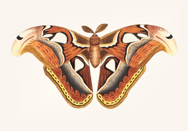 626x438 Moth Vectors, Photos And Free Download