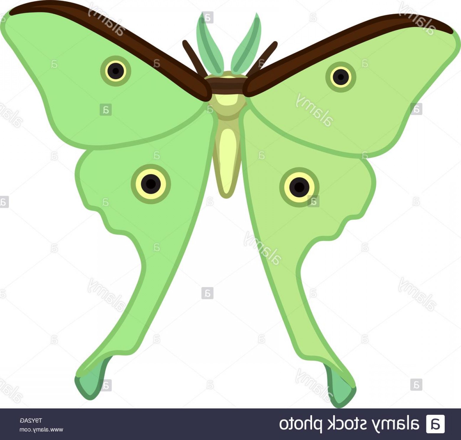 1560x1488 Vector Cute Cartoon Insect Clip Art Butterfly Luna Moth Image