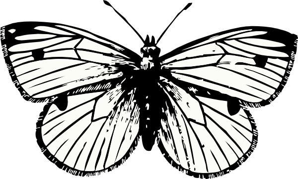 600x362 Vector Moth Free Free Vector Download