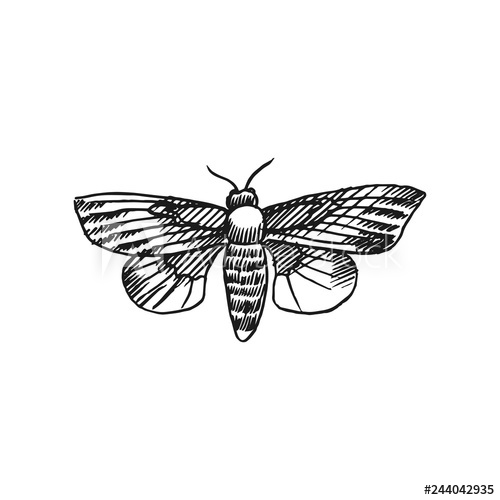 500x500 Hawk Moth Vector Doodle Sketch Isolated On White Background