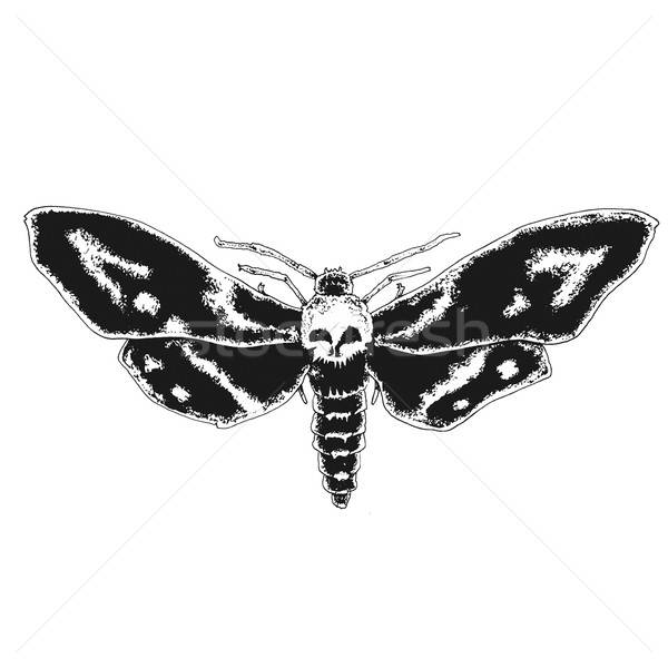 600x600 Skull Moth Vector Illustration Lineartestpilot
