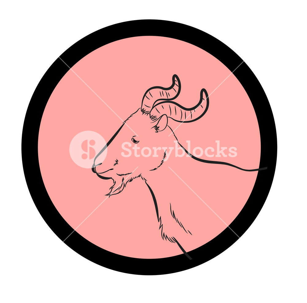 1000x987 Mountain Goat Face Closeup Vector Royalty Free Stock Image