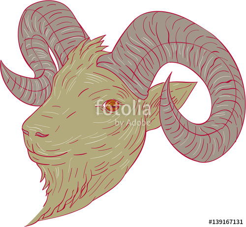 500x461 Mountain Goat Ram Head Drawing Stock Image And Royalty Free