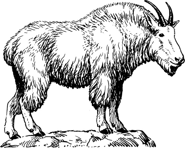 600x480 Mountain Goat Free Vector In Open Office Drawing