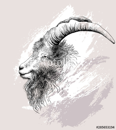 446x500 Mountain Goat Vector Illustration Stock Image And Royalty Free