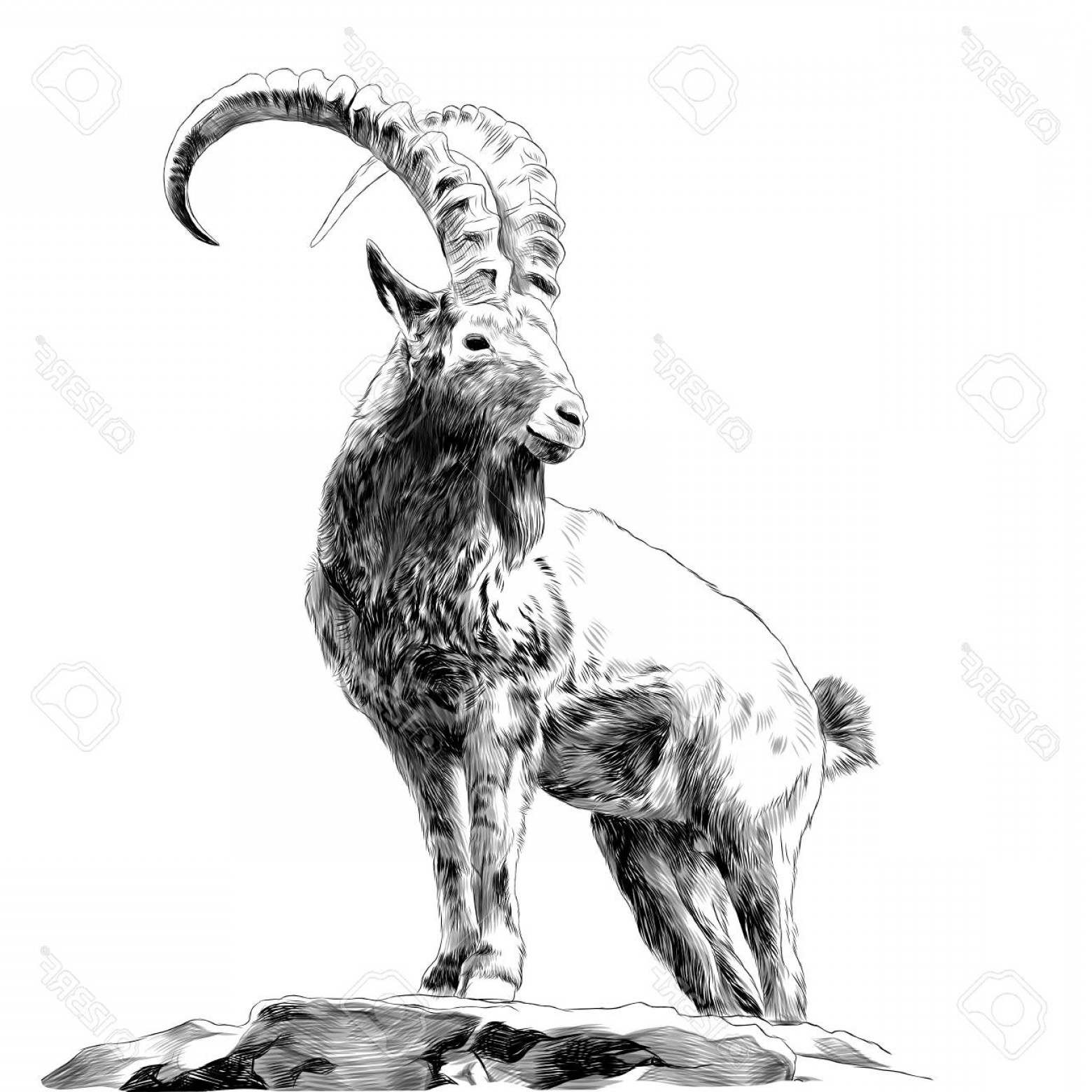 1560x1560 Photostock Vector Mountain Goat Standing On Rocks And Looking