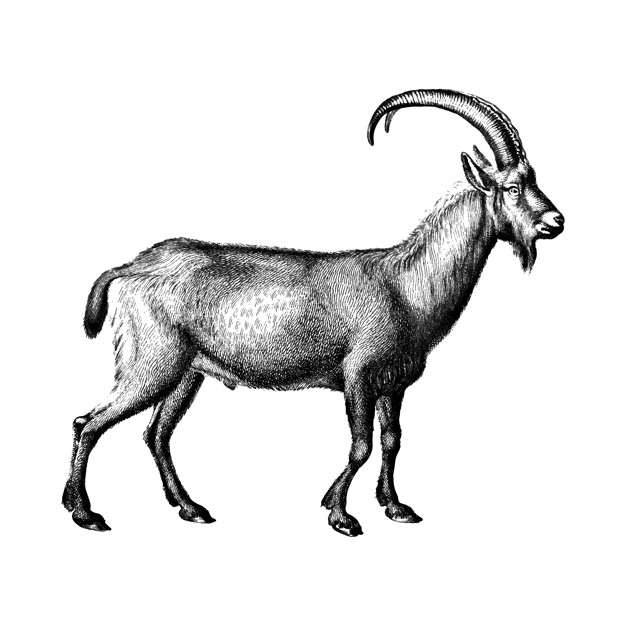 Mountain Goat Vector at Vectorified.com | Collection of Mountain Goat ...