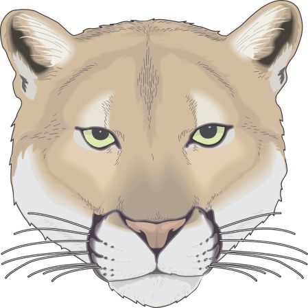 449x449 Mountain Lion Vector Graphic