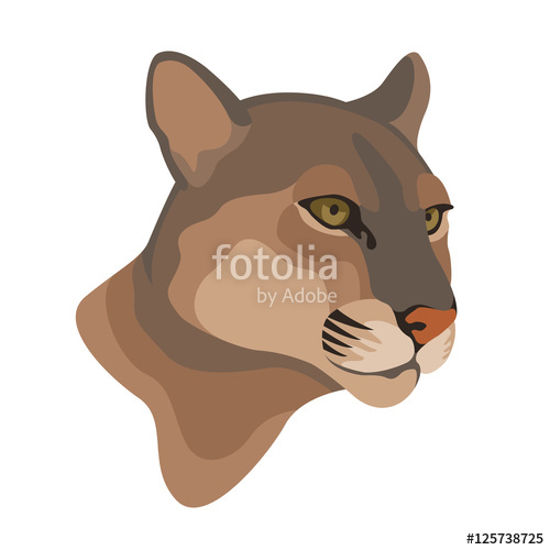 500x500 Adult Captive Mountain Lion Vector Illustration Style Flat Stock